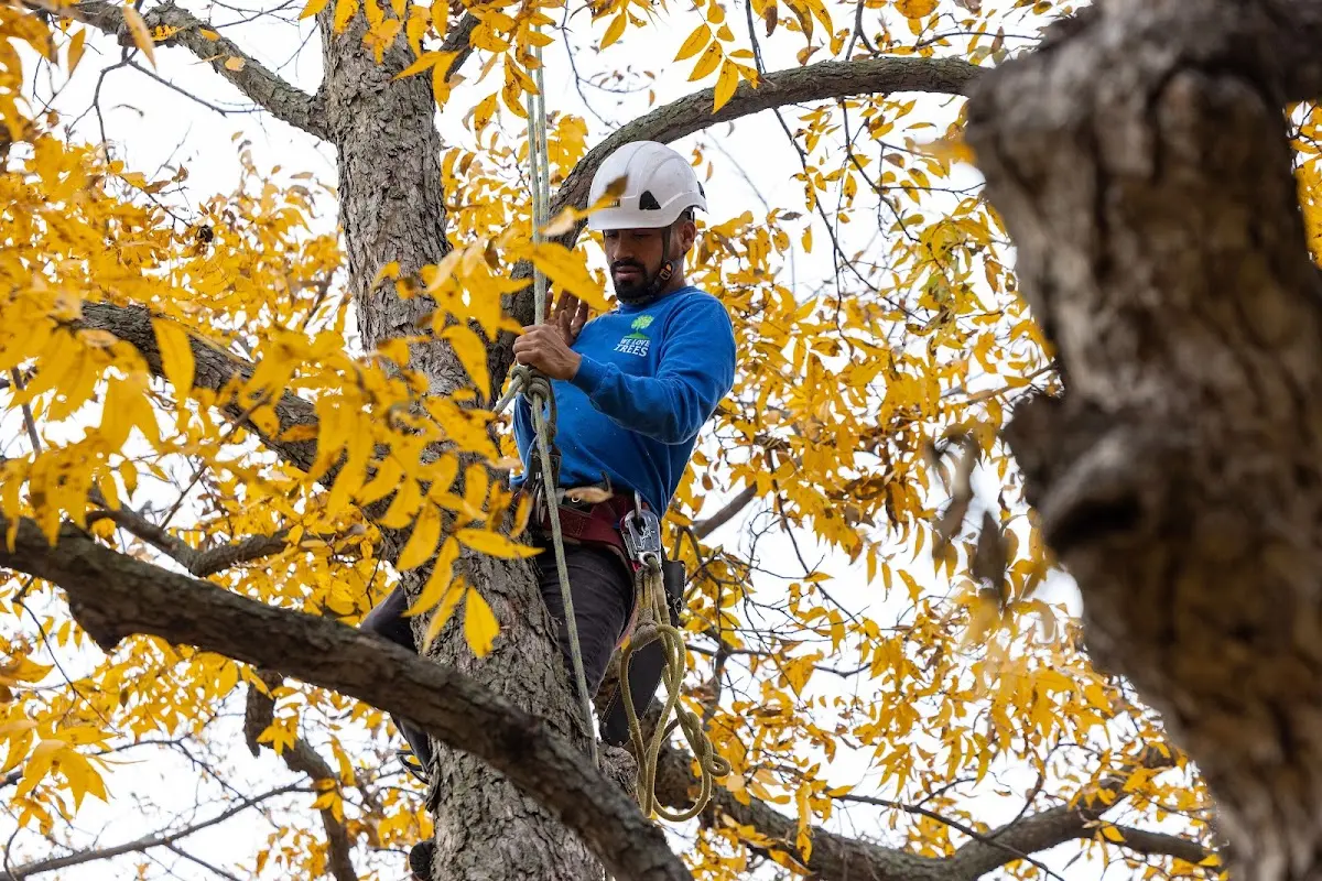 Skilled Tree Transplanting crew working in Valley Head